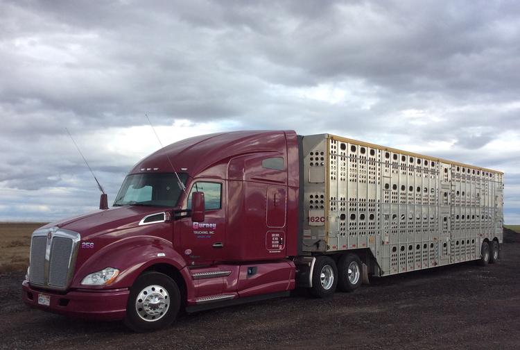 Livestock Network Cattle Trailers For Sale Cattle Trucking Jobs